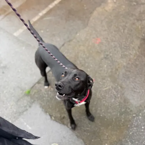 Bullet - Mixed Breed available for adoption in Ballarat