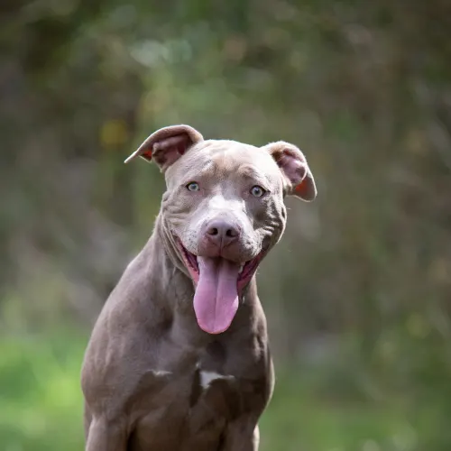 Aria - Mixed Breed available for adoption in Sydney
