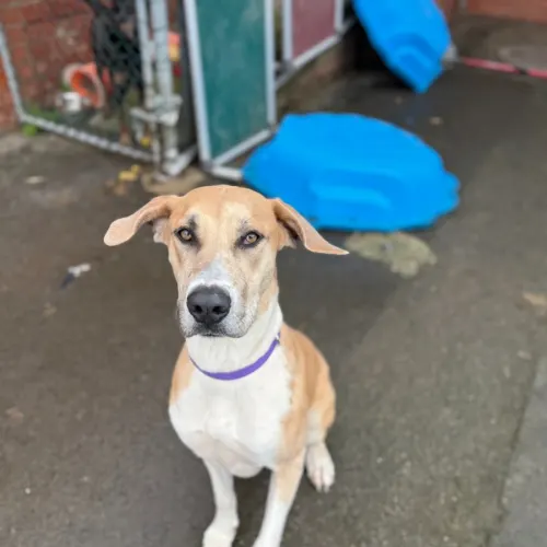 Mania - Mixed Breed available for adoption in Ballarat