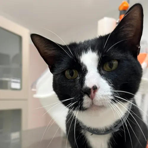 Charlie - Domestic Shorthair cat available for adoption in Coffs Harbour