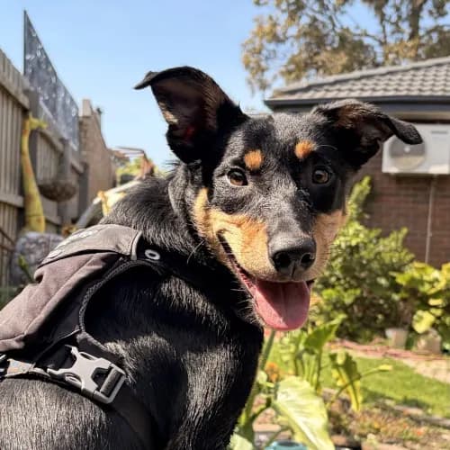 Tommy - Kelpie Cross available for adoption in Melbourne