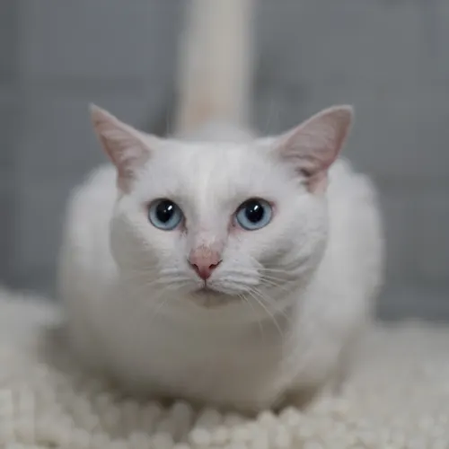 Snow - Domestic Medium Hair cat available for adoption at Hawkesbury Companion Animal Shelter in Sydney