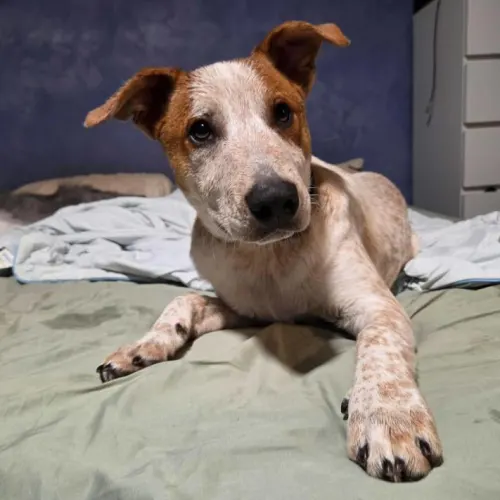 Duncan - Mixed Breed available for adoption in Sydney