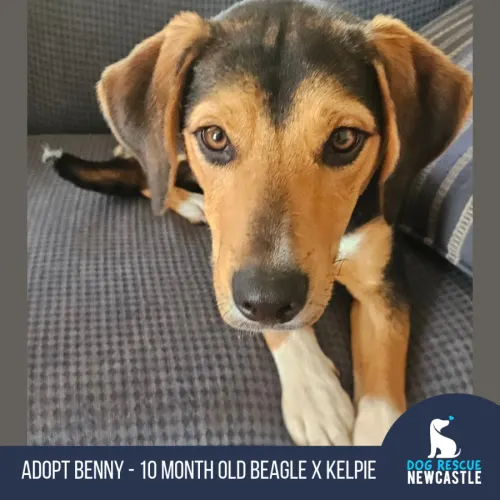 Benny - Beagle x Kelpie available for adoption in Newcastle