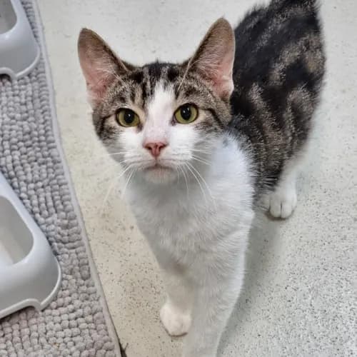Andy - Domestic Shorthair cat available for adoption in Ballarat