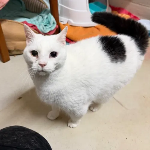 Cruiser - Domestic Shorthair cat available for adoption in Ballarat