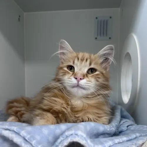 Daffy Duck - Domestic Medium Hair cat available for adoption in Melbourne