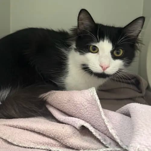 Landon - Domestic Medium Hair cat available for adoption at wat djerring Animal Facility (City of Whittlesea) in Melbourne