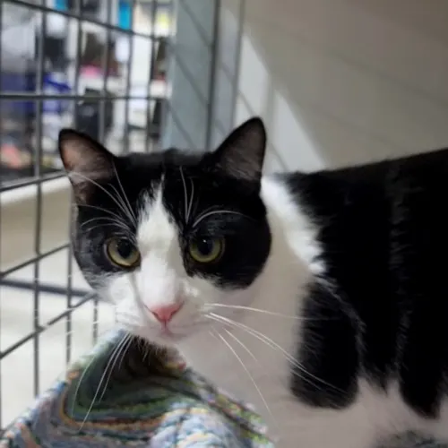 Cotton - Domestic Shorthair cat available for adoption in Ballarat