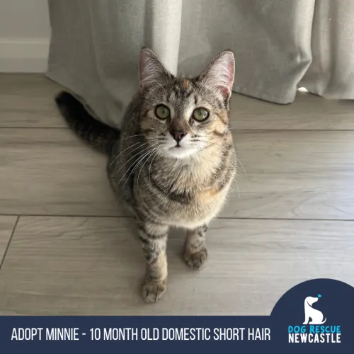 Minnie - Domestic Shorthair available for adoption in Newcastle