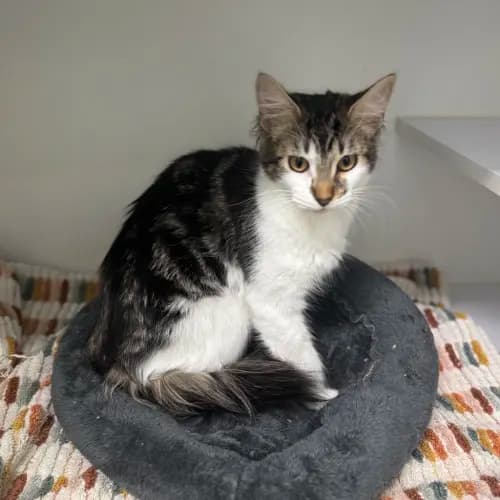 Mylee - Domestic Medium Hair cat available for adoption at wat djerring Animal Facility (City of Whittlesea) in Melbourne