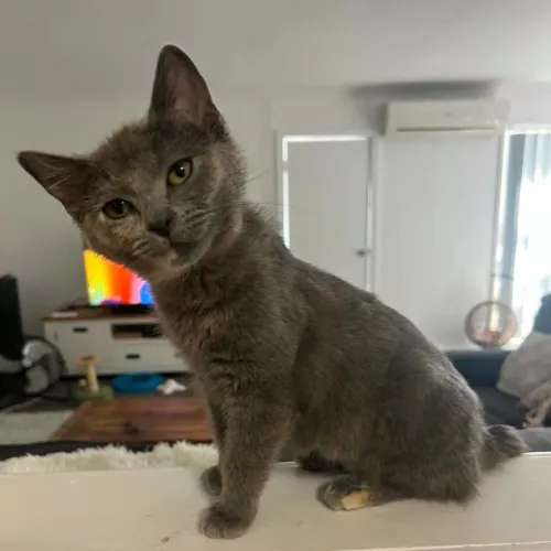 Tilda - Domestic Shorthair cat available for adoption at Brighter Future Cat Rescue in Sydney