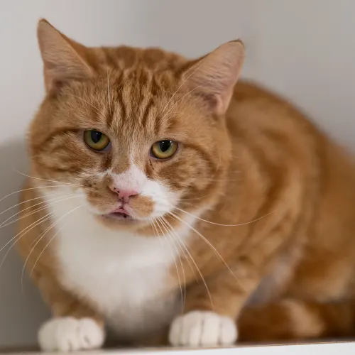 Chester - Domestic Shorthair cat available for adoption at Hawkesbury Companion Animal Shelter in Sydney