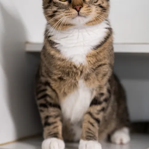 Larry - Domestic Shorthair cat available for adoption at Hawkesbury Companion Animal Shelter in Sydney