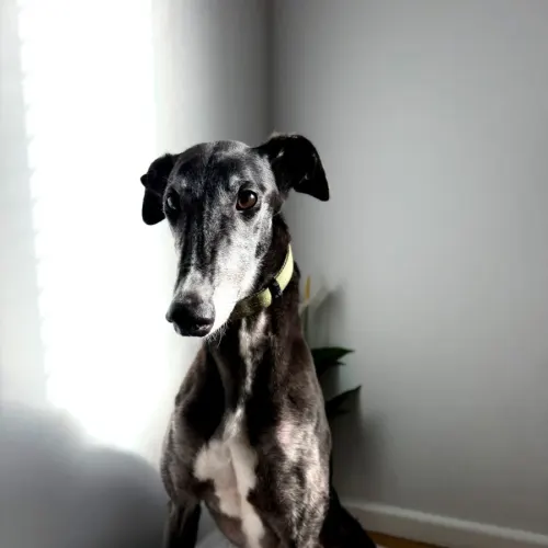 Cleo - Mixed Breed available for adoption in Ballarat