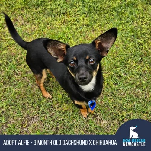 Alfie - Chihuahua x Dachshund available for adoption in Newcastle