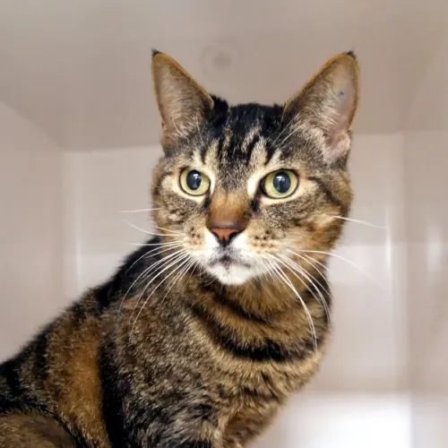 Leo - Domestic Shorthair cat available for adoption at Cat Protection Society of Victoria in Melbourne
