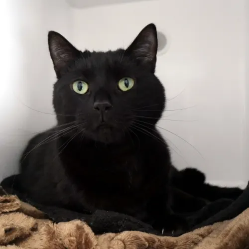 Blacky - Domestic Shorthair cat available for adoption at Cat Protection Society of Victoria in Melbourne
