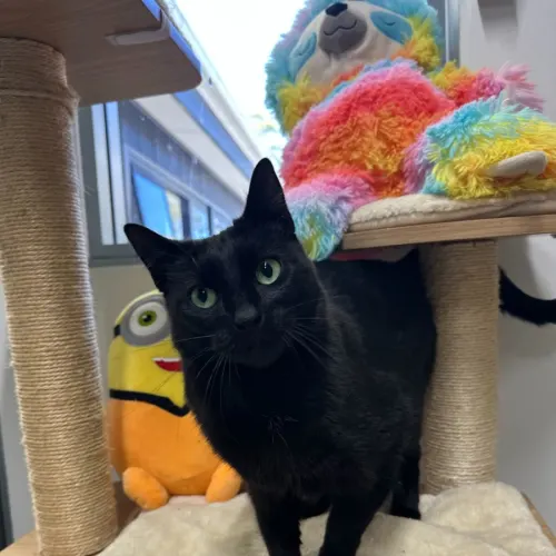Pearla - Domestic Shorthair cat available for adoption at Mornington Peninsula Shire Community Animal Shelter in Melbourne