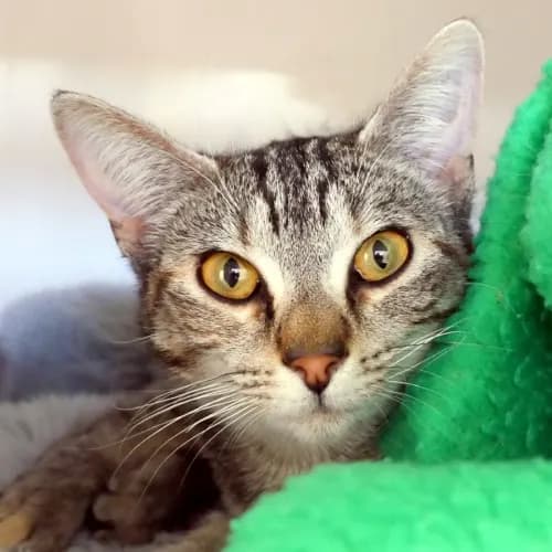 Tilly - Domestic Shorthair cat available for adoption at Cat Protection Society of Victoria in Melbourne