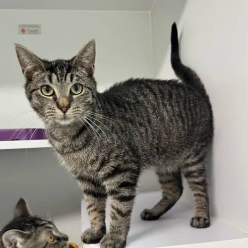 Alfie - Domestic Shorthair cat available for adoption in Melbourne