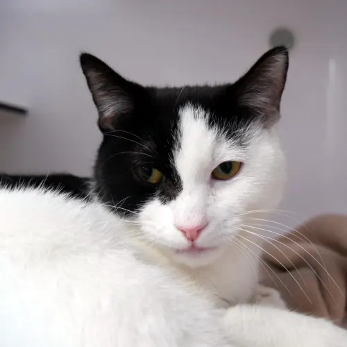 Oracle - Domestic Shorthair cat available for adoption at Cat Protection Society of Victoria in Melbourne
