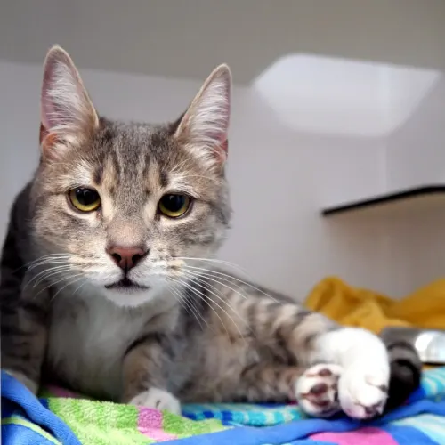 Birdie - Domestic Shorthair cat available for adoption at Cat Protection Society of Victoria in Melbourne