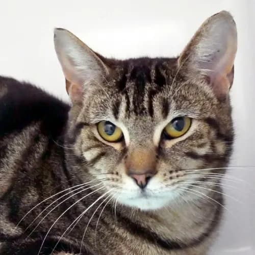 Sunlight - Domestic Shorthair cat available for adoption at Cat Protection Society of Victoria in Melbourne