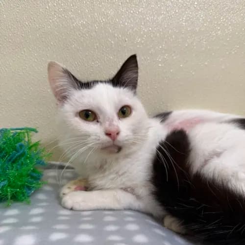 Nanna Herma - Domestic Shorthair cat available for adoption at Mornington Peninsula Shire Community Animal Shelter in Melbourne