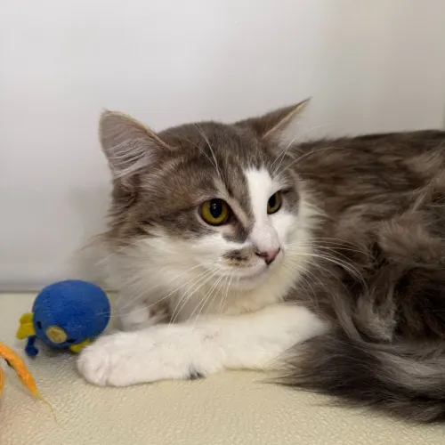 Tucker - Domestic Medium Hair cat available for adoption at Mornington Peninsula Shire Community Animal Shelter in Melbourne