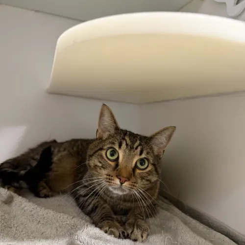Fred - Domestic Shorthair cat available for adoption at Mornington Peninsula Shire Community Animal Shelter in Melbourne