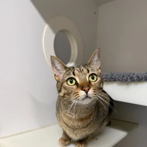 Lulu - Domestic Shorthair cat available for adoption at Mornington Peninsula Shire Community Animal Shelter in Melbourne