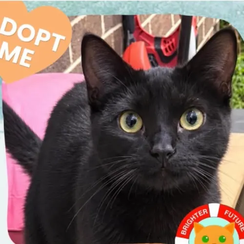 Donovan - Domestic Shorthair cat available for adoption in Sydney