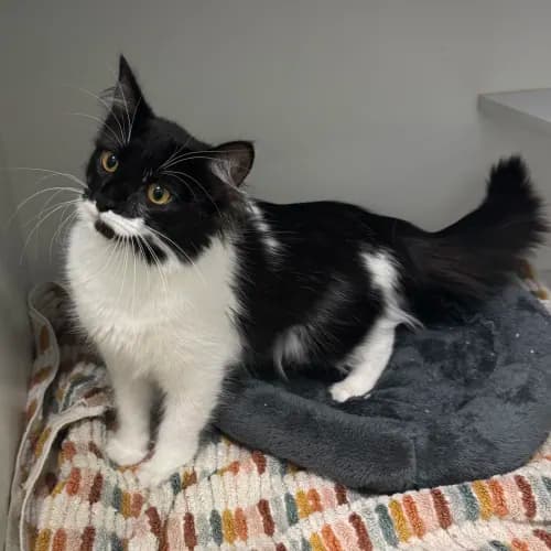 Munroe - Domestic Medium Hair cat available for adoption at wat djerring Animal Facility (City of Whittlesea) in Melbourne