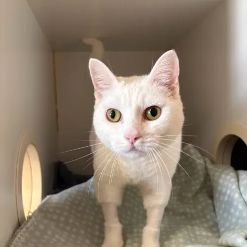 Blaze - Domestic Shorthair cat available for adoption at Sutherland Shire Council Animal Shelter in Sydney