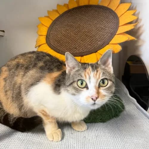 Asterid - Domestic Shorthair cat available for adoption at Sutherland Shire Council Animal Shelter in Sydney