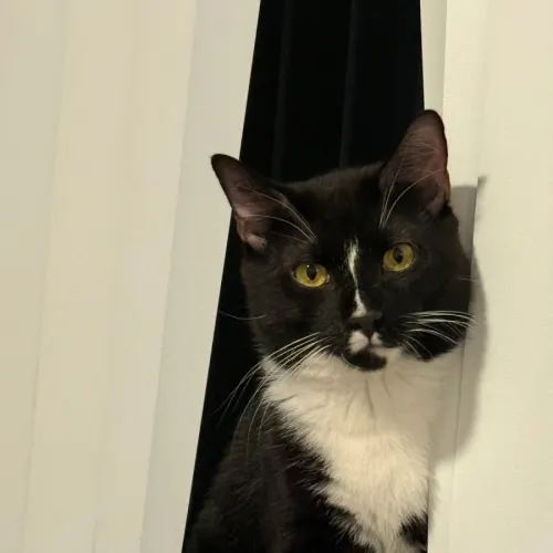 Boots - Domestic Medium Hair cat available for adoption at Sutherland Shire Council Animal Shelter in Sydney