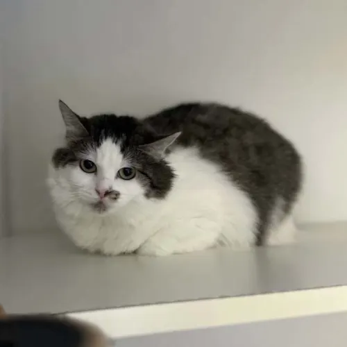 Anchovy - Domestic Medium Hair cat available for adoption at Sutherland Shire Council Animal Shelter in Sydney