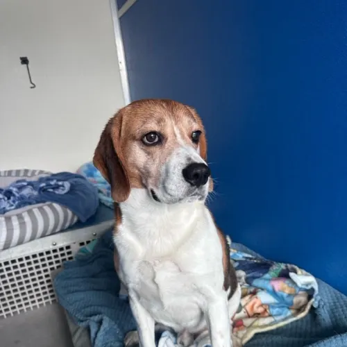 Scout - Mixed Breed available for adoption in Sydney