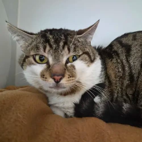 Benny - Domestic Shorthair cat available for adoption at wat djerring Animal Facility (City of Whittlesea) in Melbourne