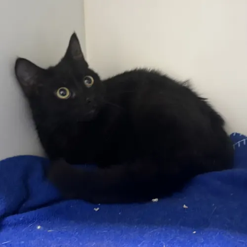 Yonaka - Domestic Shorthair cat available for adoption at wat djerring Animal Facility (City of Whittlesea) in Melbourne