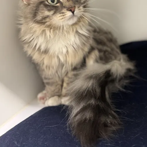 Jasper - Domestic Medium Hair cat available for adoption at wat djerring Animal Facility (City of Whittlesea) in Melbourne