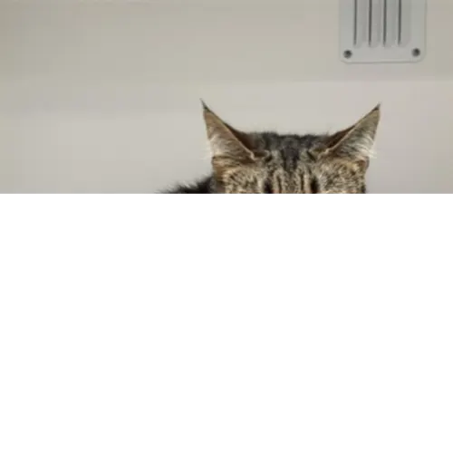 Sage - Domestic Shorthair cat available for adoption at The Lost Dogs' Home in Melbourne