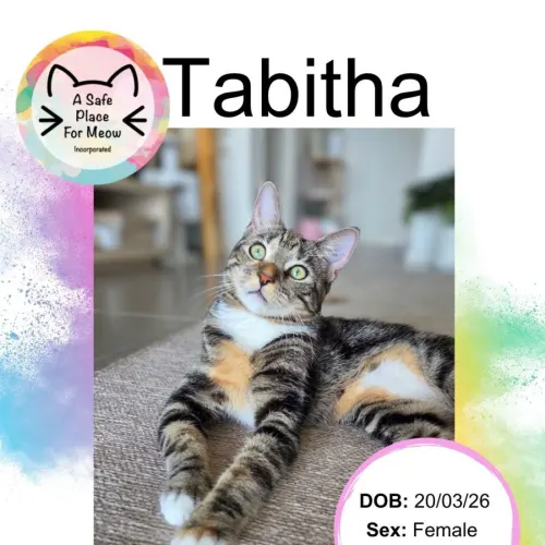 Tabitha - Domestic Shorthair available for adoption in Darwin