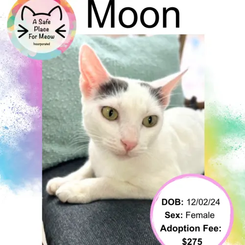 Moon - Domestic Shorthair available for adoption in Darwin