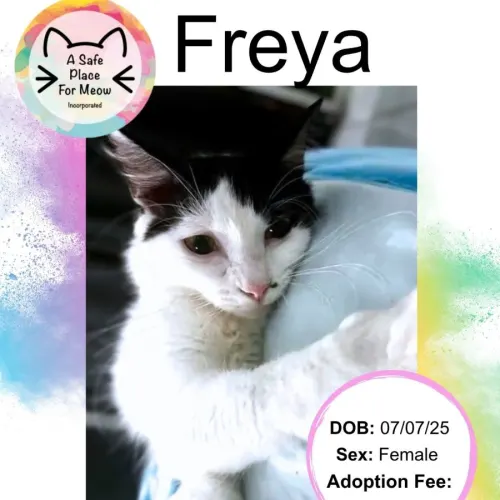 Freya - Domestic Medium Hair cat available for adoption at A Safe Place for Meow in Darwin