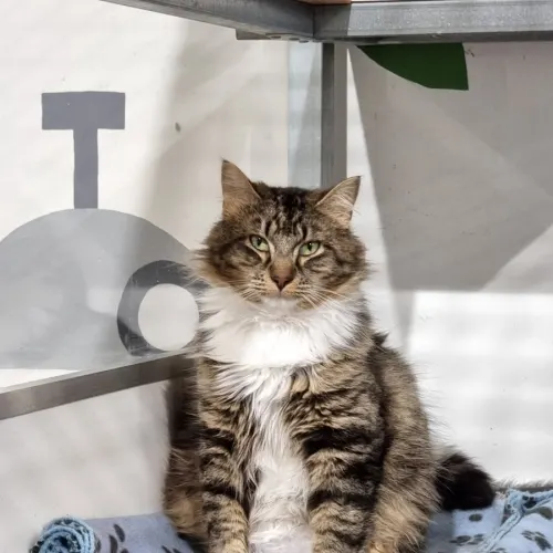 Abe - Domestic Medium Hair cat available for adoption in Ballarat