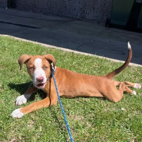 Finn - Mixed Breed available for adoption in Wollongong