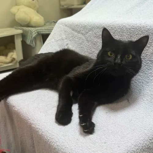 Guthrie - Domestic Shorthair cat available for adoption at wat djerring Animal Facility (City of Whittlesea) in Melbourne