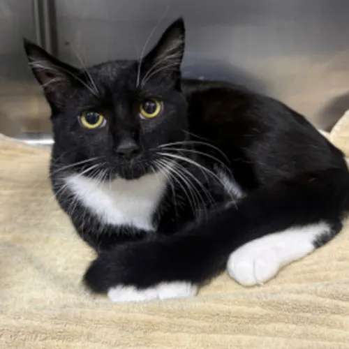 Monty - Domestic Shorthair cat available for adoption at Wollongong City Council (Wollongong Pet Connection) in Wollongong